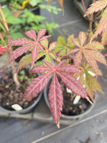 Acer palmatum 'Emerald Isle' Green Japanese Maple - Maple Ridge Nursery